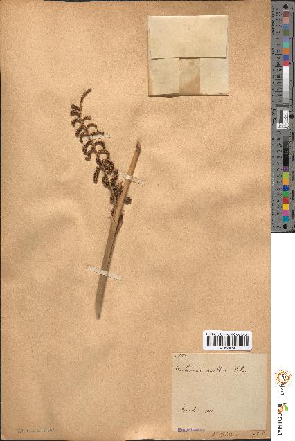 spécimen de Calamus mollis