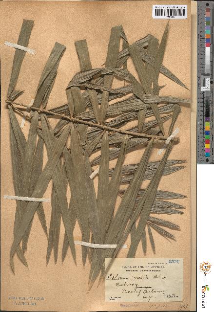 spécimen de Calamus mollis