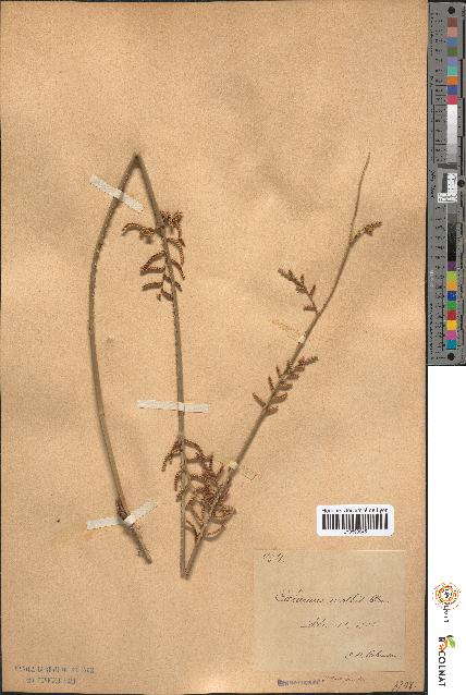 spécimen de Calamus mollis