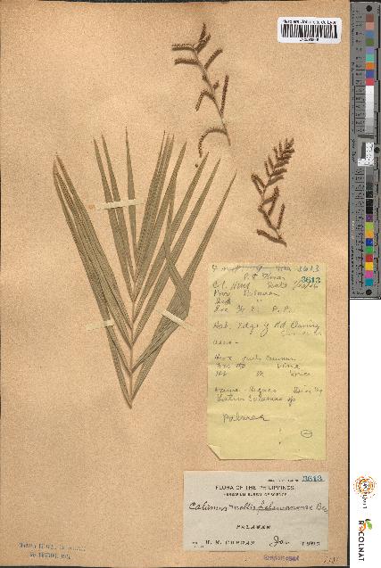 spécimen de Calamus mollis
