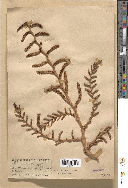 spécimen de Calamus palustris