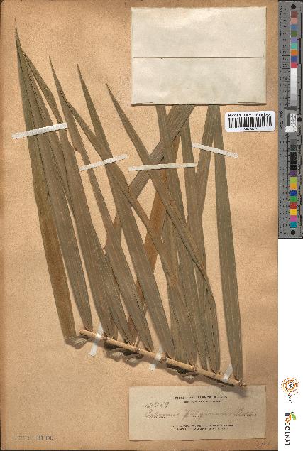 spécimen de Calamus pulgarensis