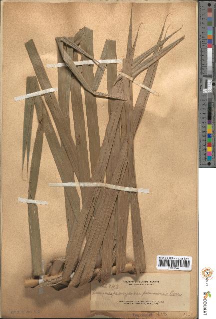 spécimen de Daemonorops margaritae palawanensis