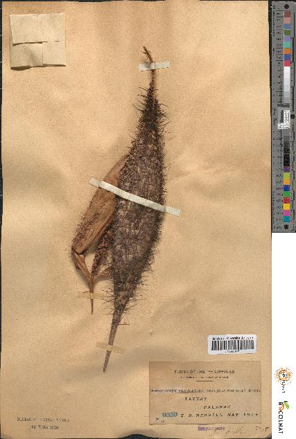 spécimen de Daemonorops margaritae palawanensis