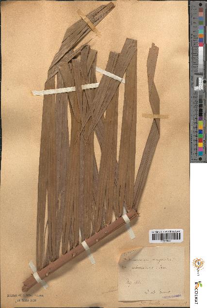 spécimen de Daemonorops margaritae palawanensis