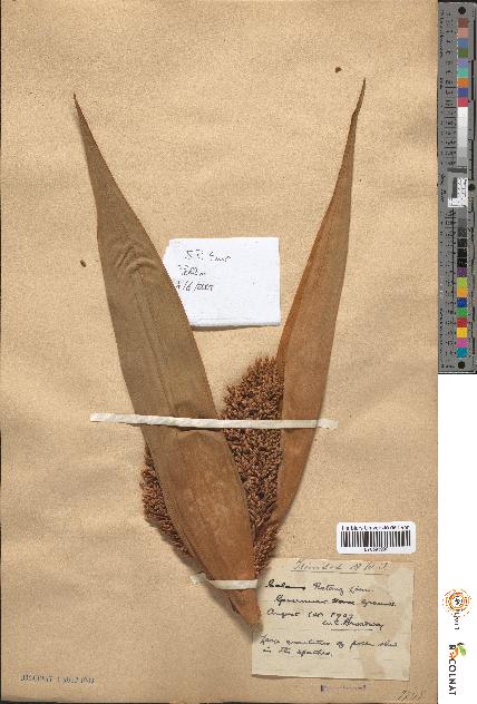 spécimen de Calamus rotang