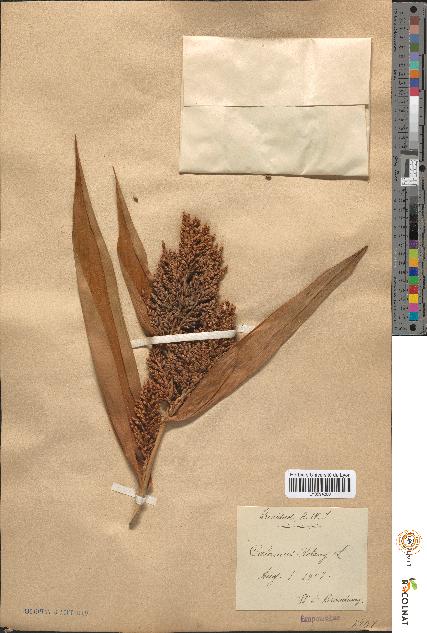 spécimen de Calamus rotang