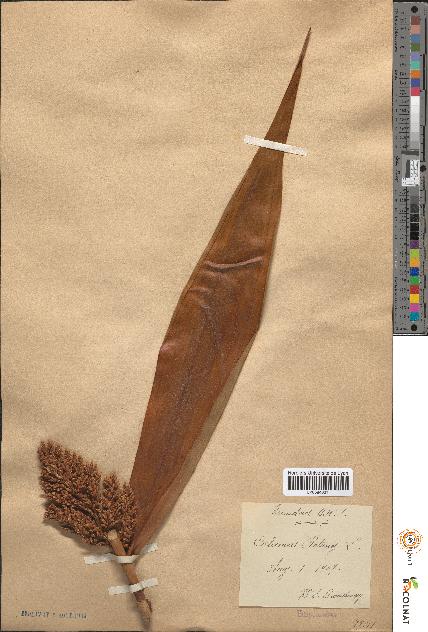 spécimen de Calamus rotang