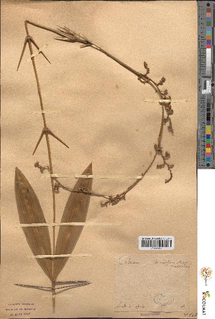 spécimen de Calamus secundiflorus