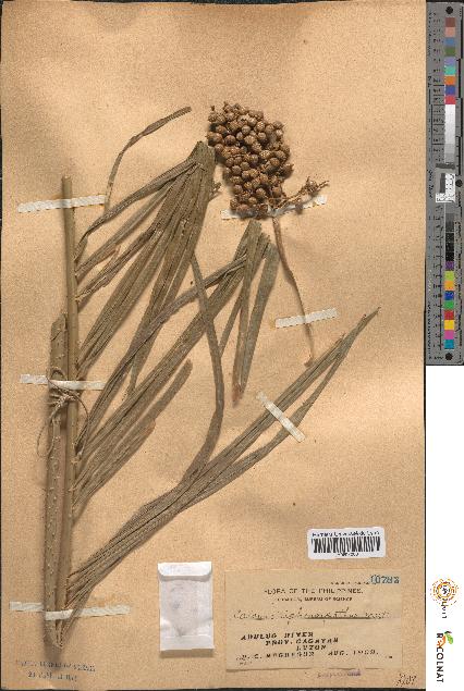 spécimen de Calamus siphonospathus