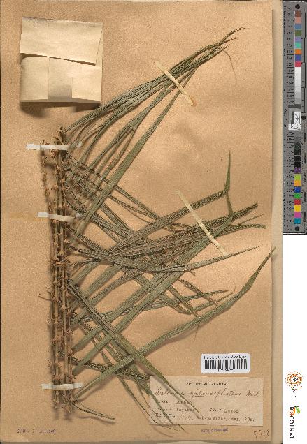 spécimen de Calamus siphonospathus