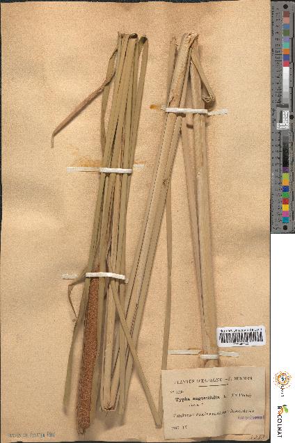 spécimen de Typha angustifolia
