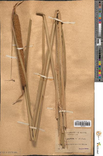 spécimen de Typha angustifolia