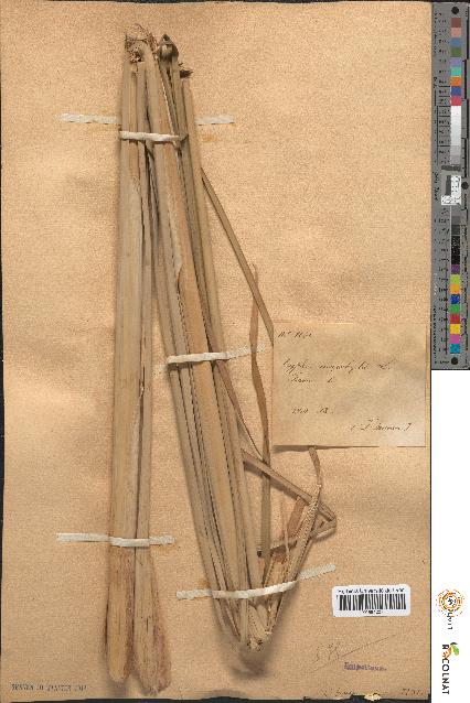 spécimen de Typha angustifolia