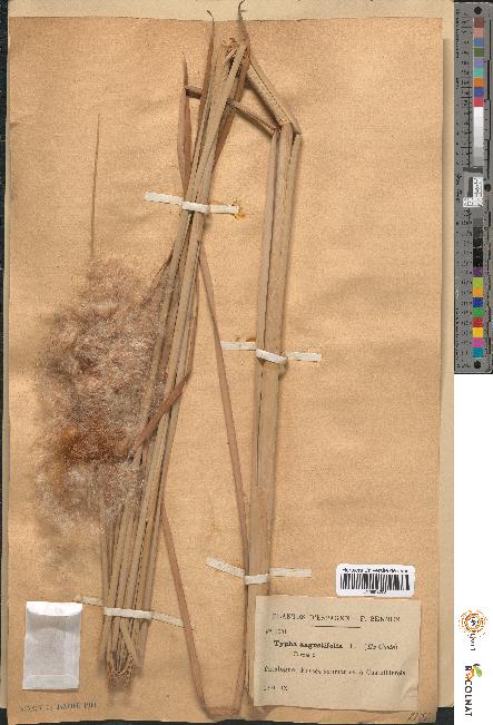 spécimen de Typha angustifolia