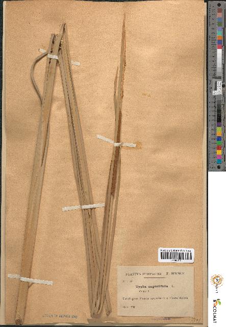 spécimen de Typha angustifolia