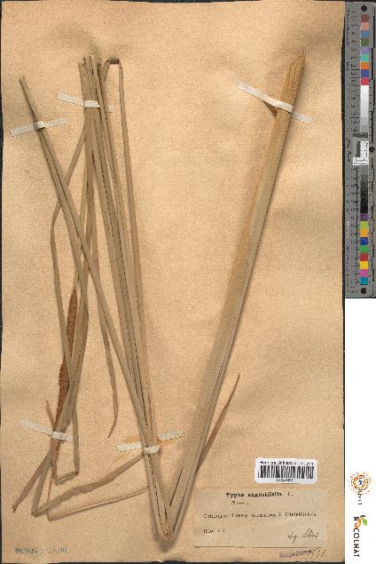 spécimen de Typha angustifolia