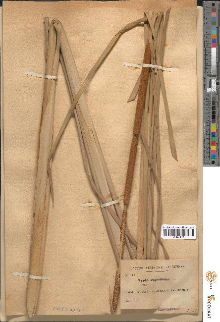 spécimen de Typha angustifolia