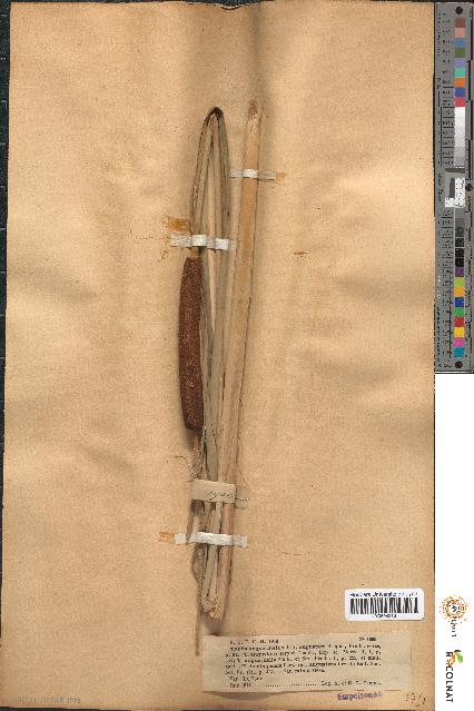 spécimen de Typha angustifolia