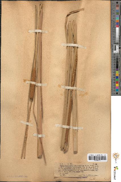 spécimen de Typha angustifolia