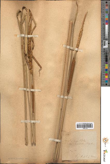 spécimen de Typha angustifolia