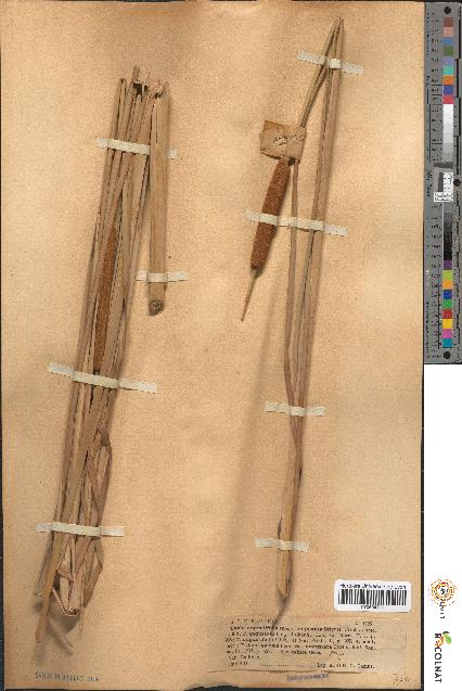 spécimen de Typha angustifolia