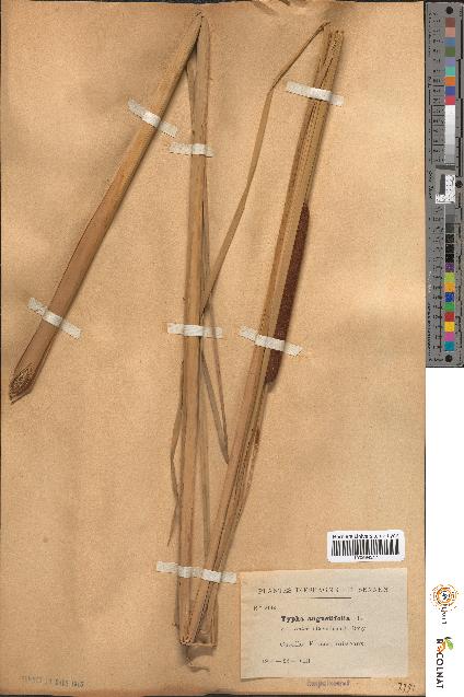 spécimen de Typha angustifolia