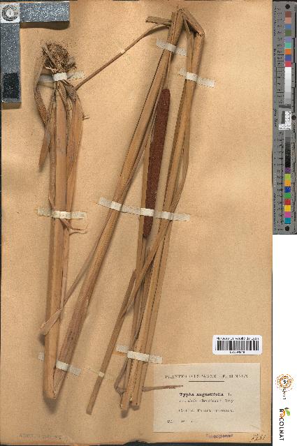 spécimen de Typha angustifolia