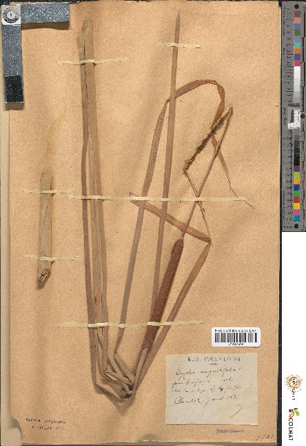 spécimen de Typha angustifolia