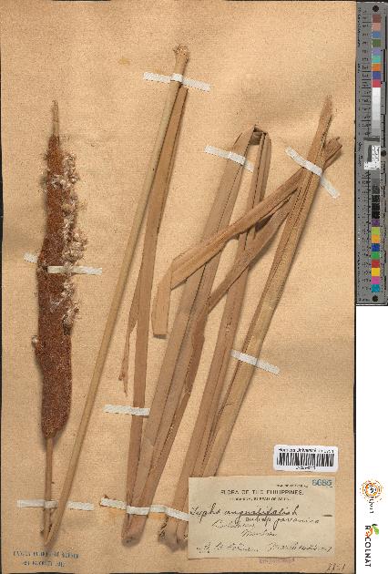 spécimen de Typha angustifolia