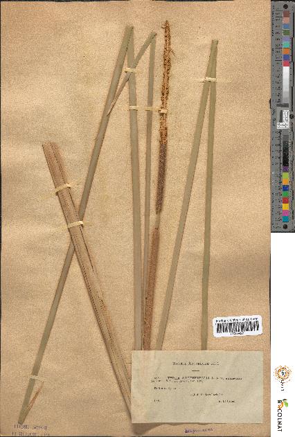 spécimen de Typha angustifolia