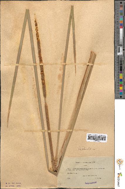 spécimen de Typha angustifolia