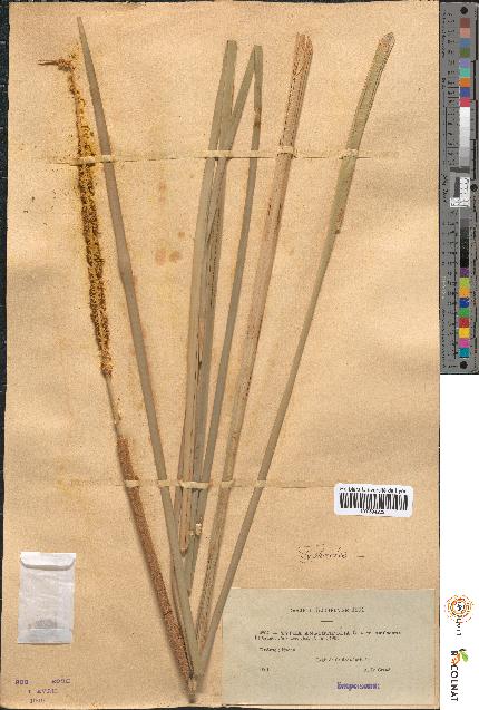 spécimen de Typha angustifolia