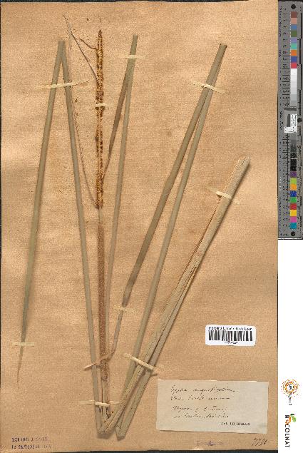 spécimen de Typha angustifolia