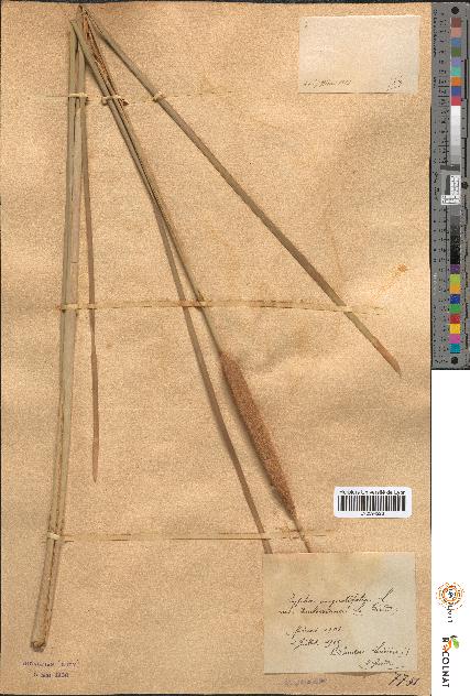 spécimen de Typha angustifolia