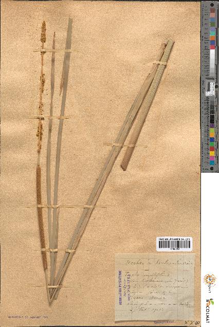 spécimen de Typha angustifolia