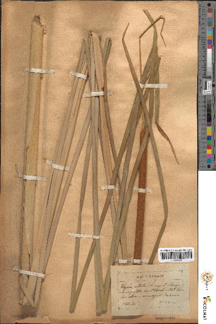 spécimen de Typha australis