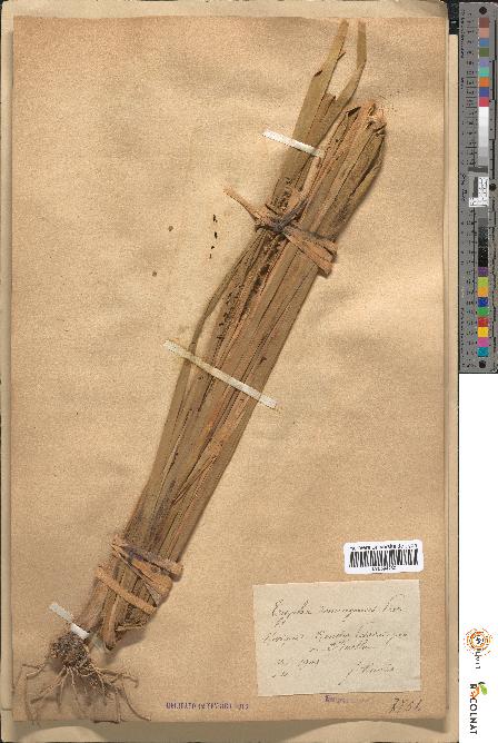 spécimen de Typha domingensis