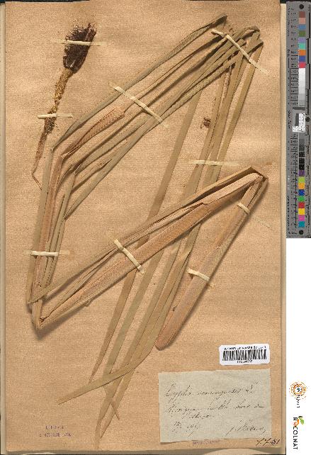 spécimen de Typha domingensis