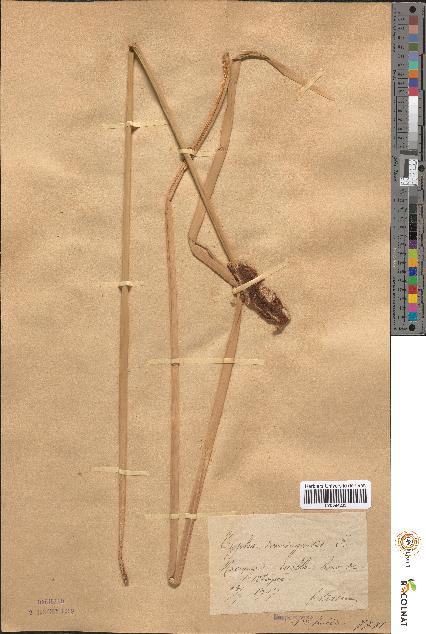 spécimen de Typha domingensis