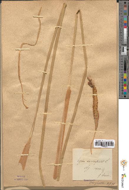 spécimen de Typha domingensis