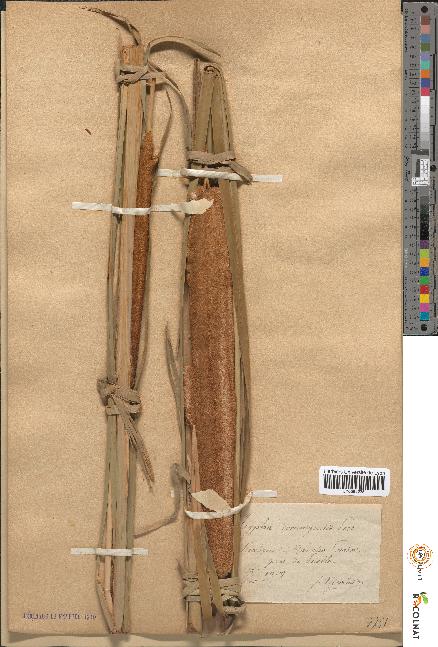 spécimen de Typha domingensis