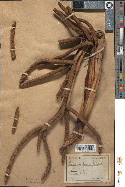 spécimen de Hyphaene thebaica
