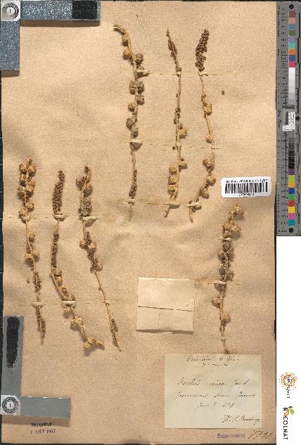 spécimen de Bactris minor