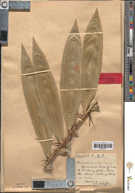 spécimen de Desmoncus major