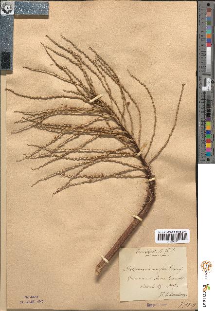 spécimen de Desmoncus major