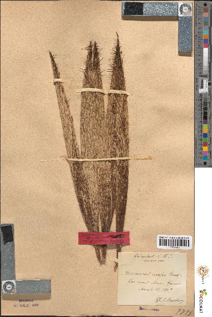 spécimen de Desmoncus major