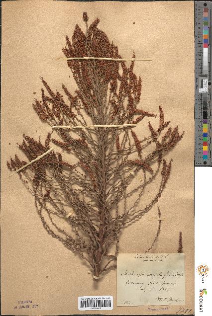spécimen de Martinezia caryotifolia