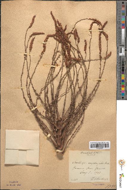 spécimen de Martinezia caryotifolia