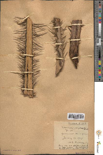 spécimen de Martinezia caryotifolia